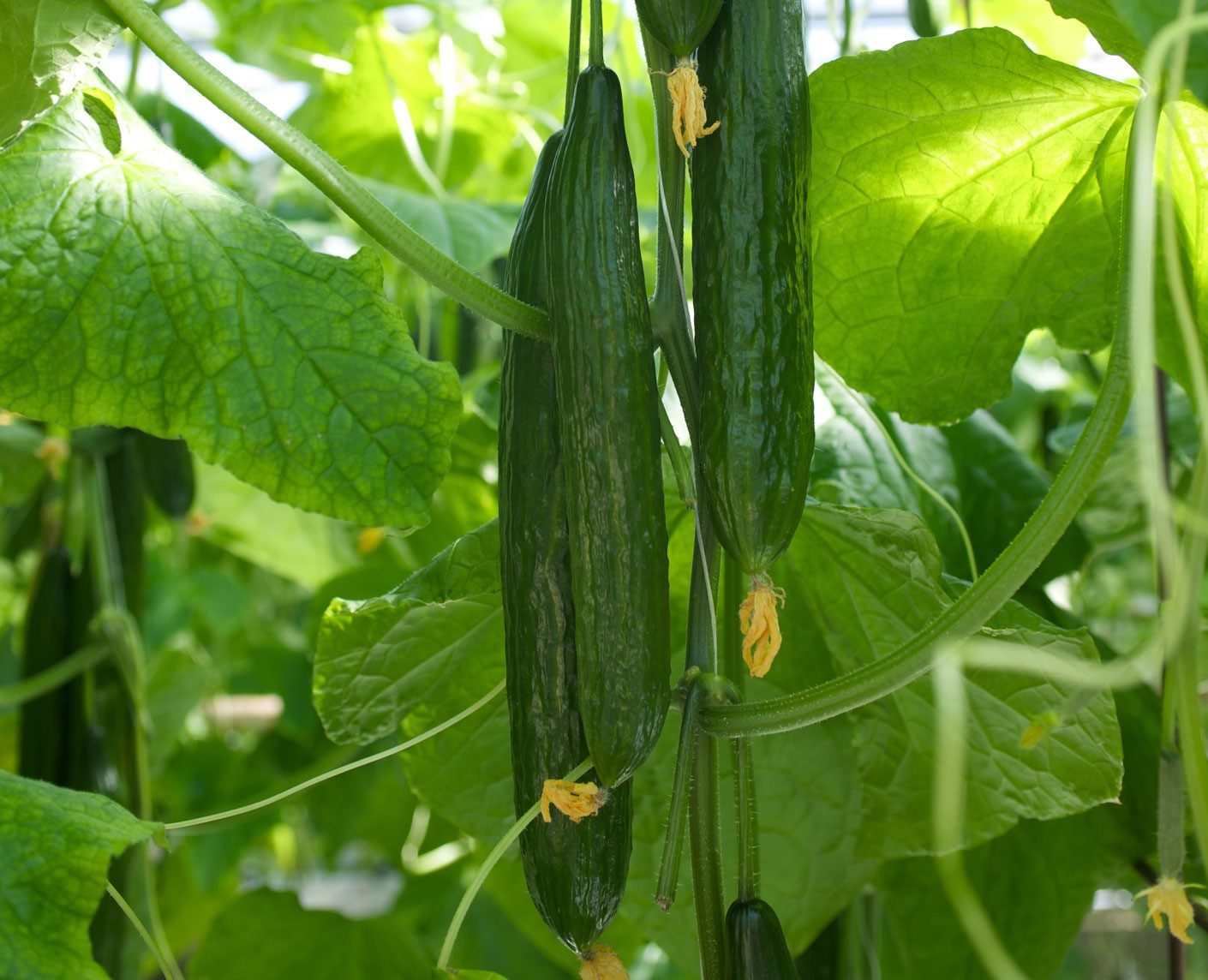 Slanggurka hängades på plantan med gurkblomman kvar i toppen